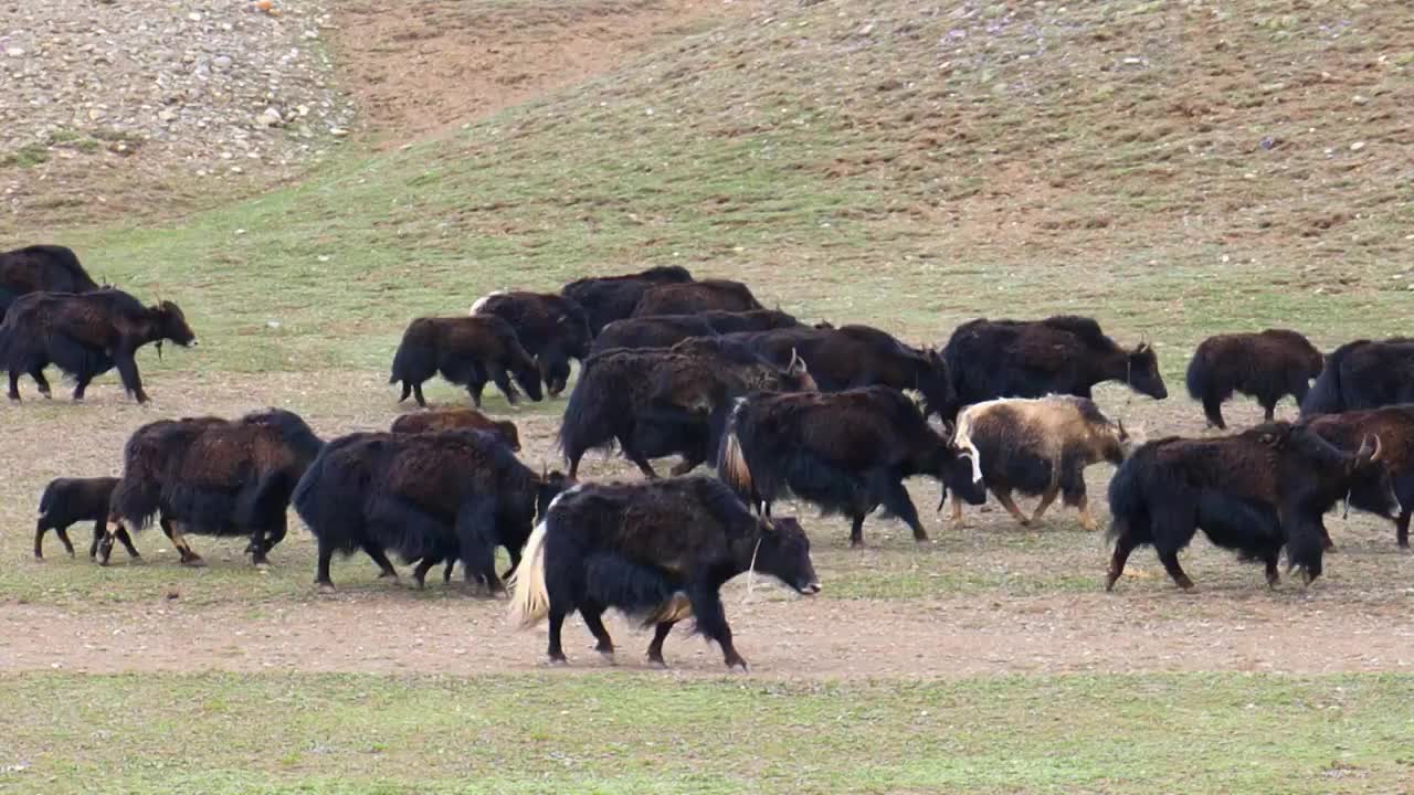 青藏高原 高海拔 牧场 放牧 牦牛群视频下载