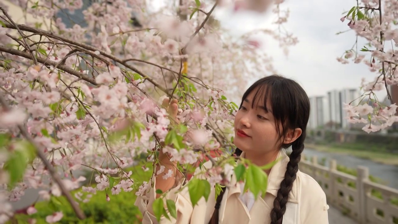 一位美女在观赏春天盛开的樱花视频下载