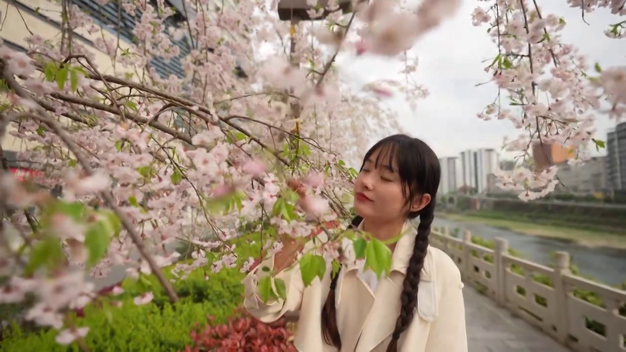 一位美女在观赏春天盛开的樱花视频下载