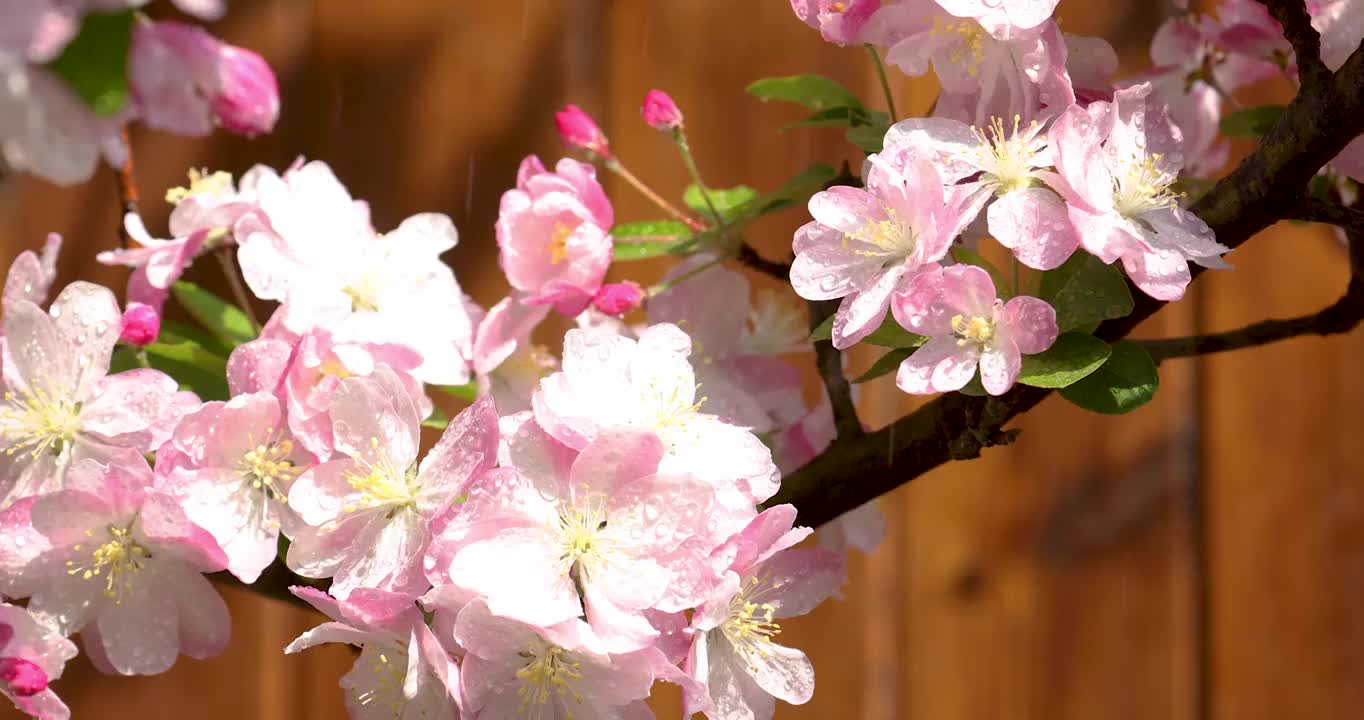 春天细雨淋湿盛开的海棠花视频下载