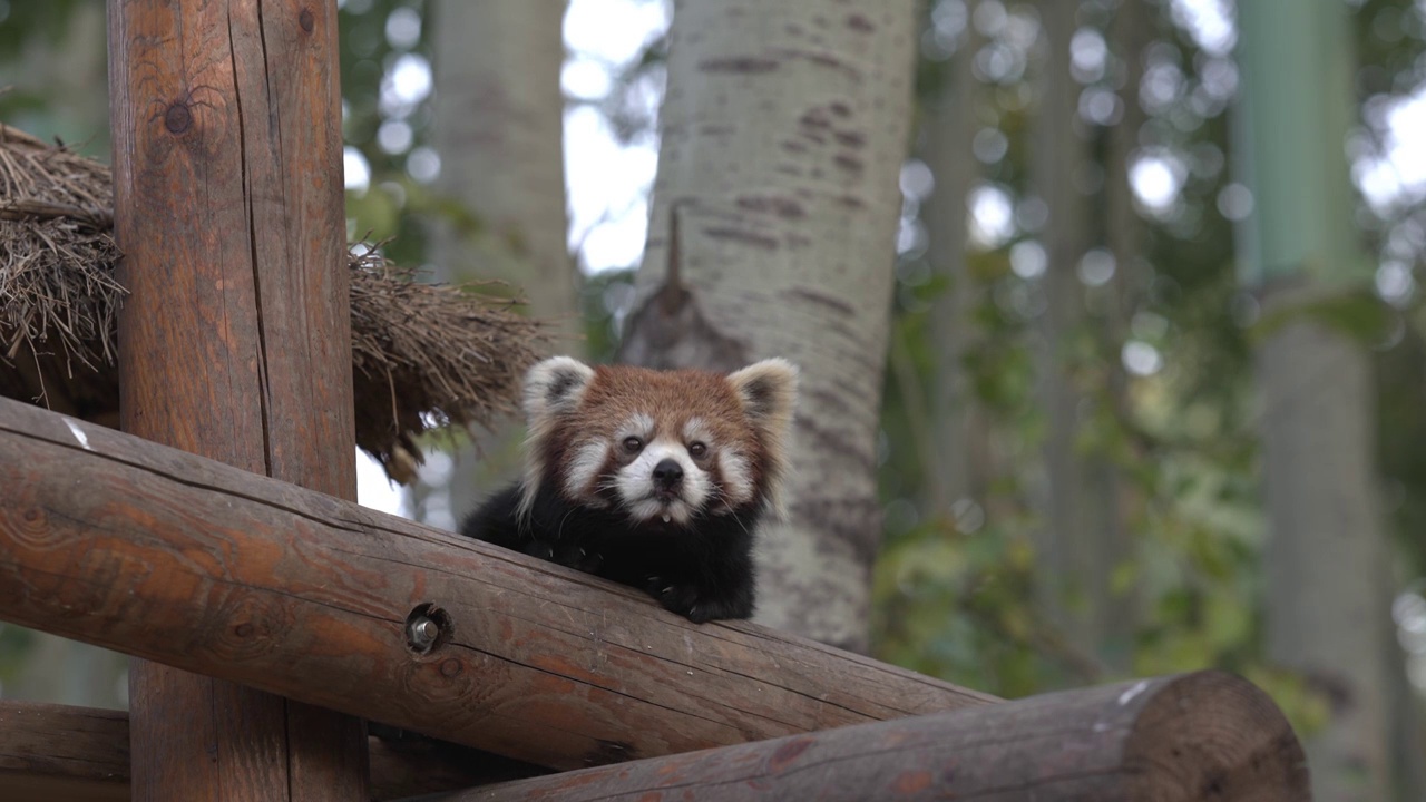 站在木桩上的小熊猫特写镜头视频下载