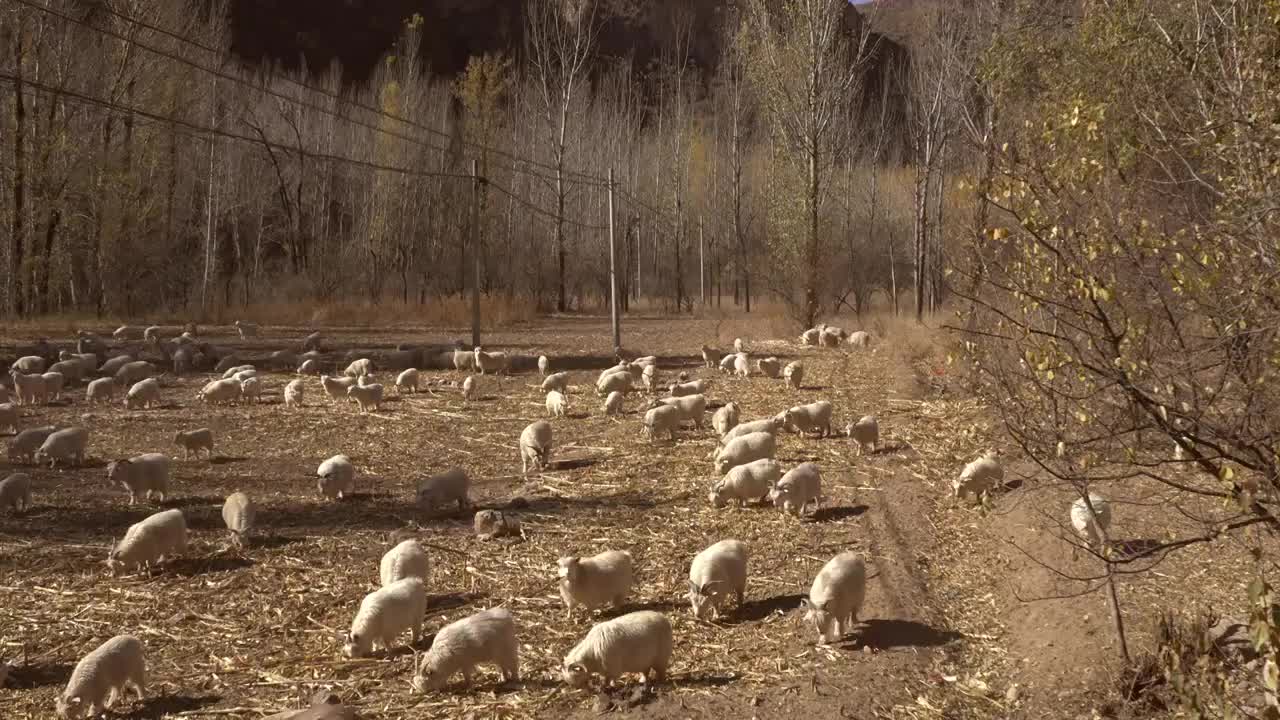 北京百里画廊，山林中的羊群视频下载