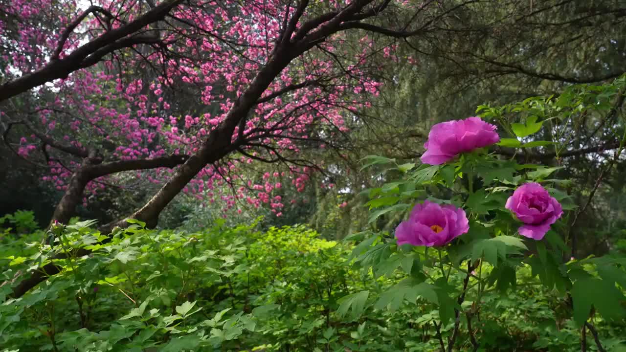 春天洛阳旅游公园内牡丹花花朵在风中摇摆视频素材