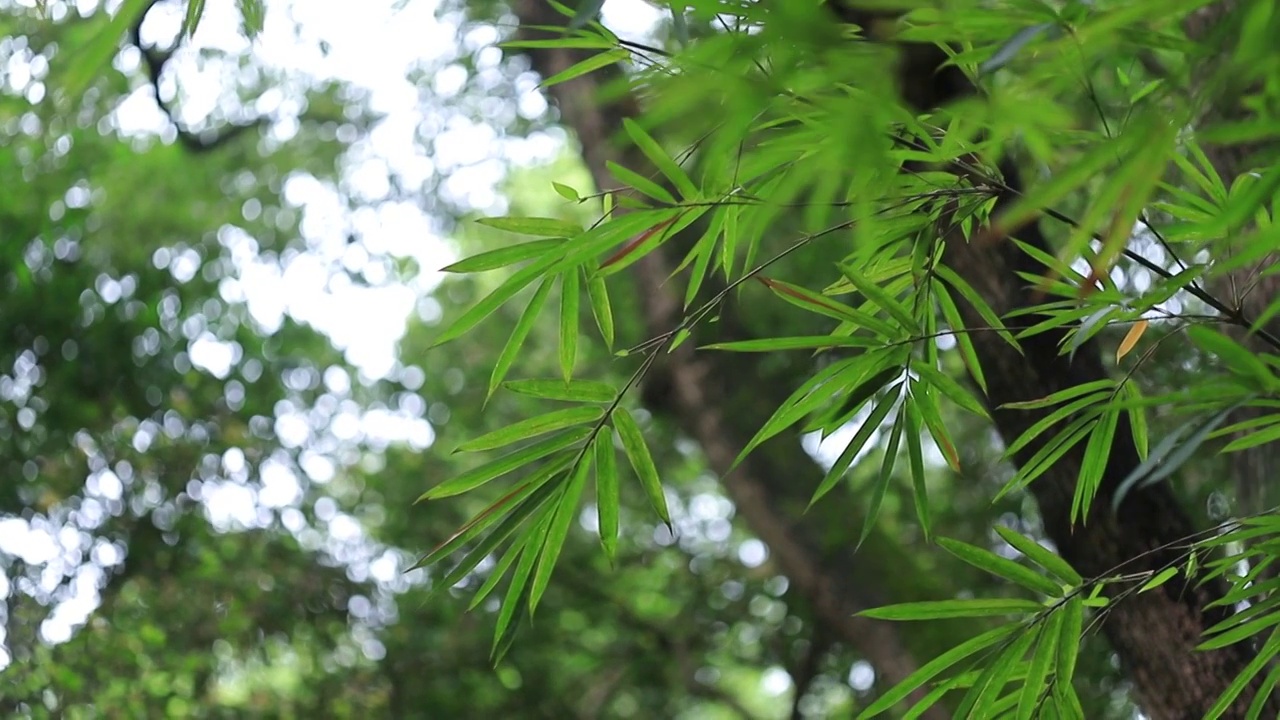 竹林竹子竹园，风中摇曳的竹叶视频素材