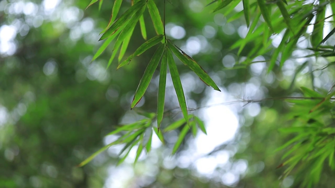 竹林竹子竹园，风中摇曳的竹叶视频素材