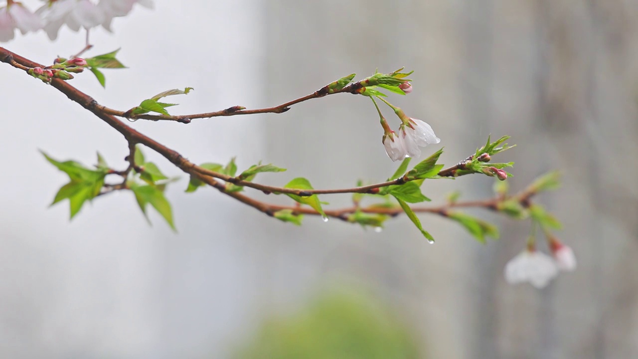 武汉市雨天雨落在樱花树枝上视频素材