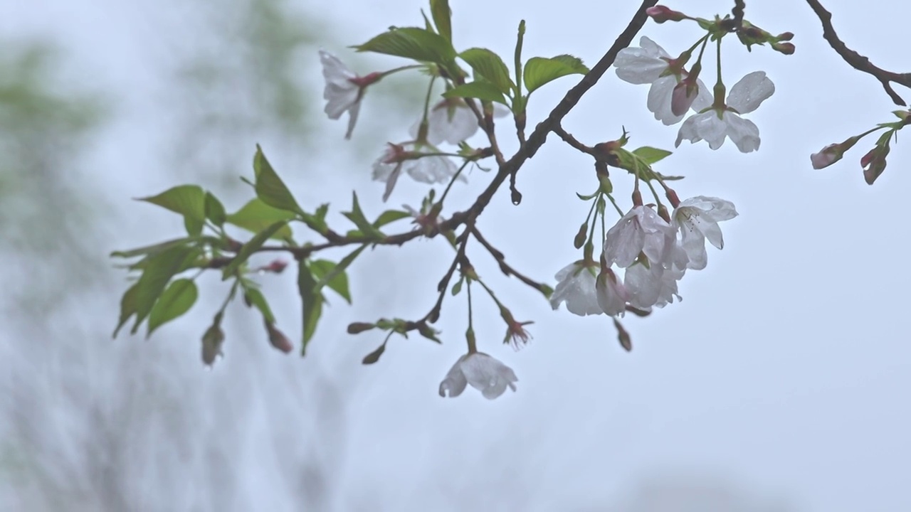 武汉春季樱花升格雨落在樱花树枝上视频素材