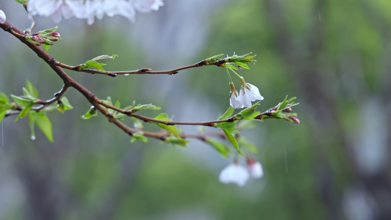 武汉春季樱花雨落在樱花树枝上视频素材