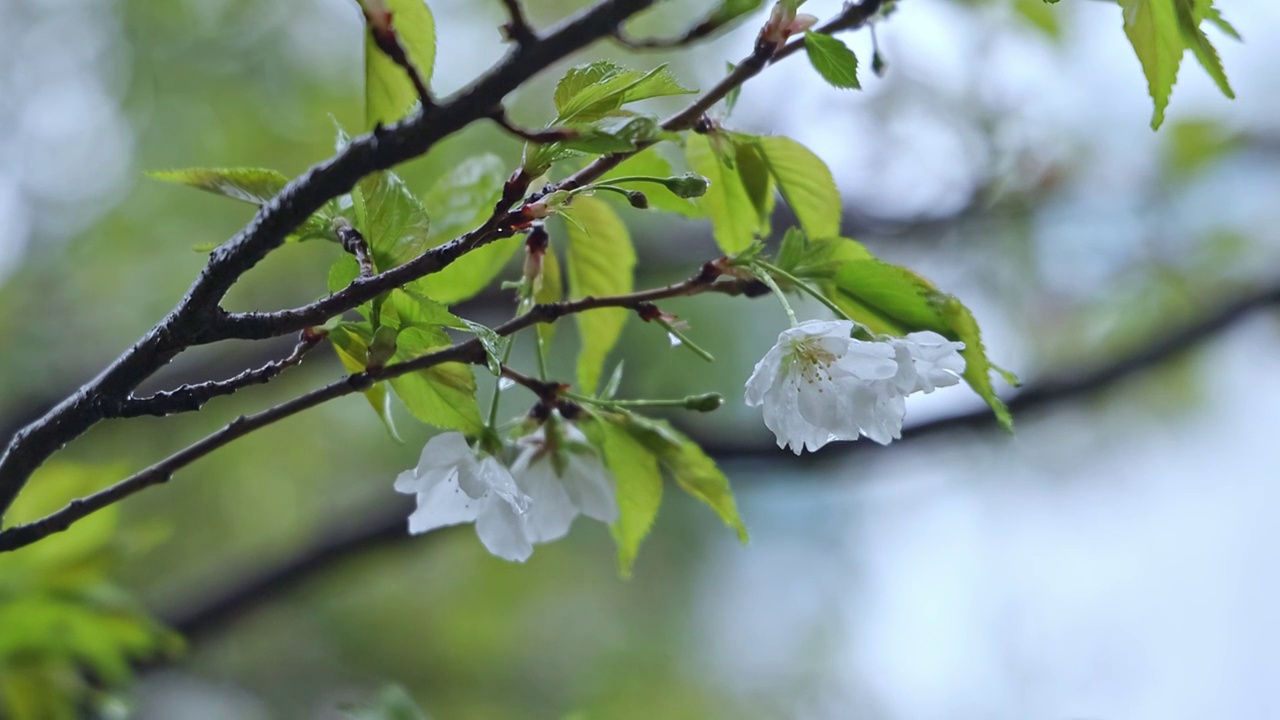 武汉春季樱花雨落在樱花树枝上视频素材