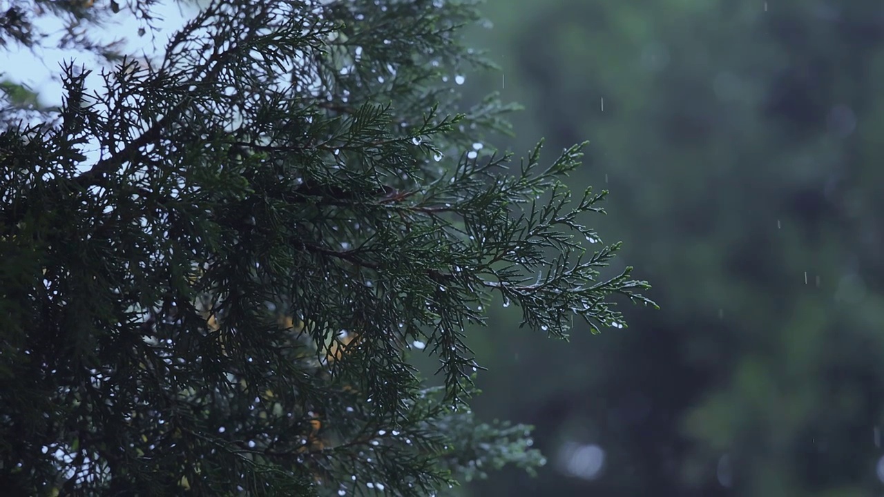 武汉市春季松枝上的雨珠视频下载