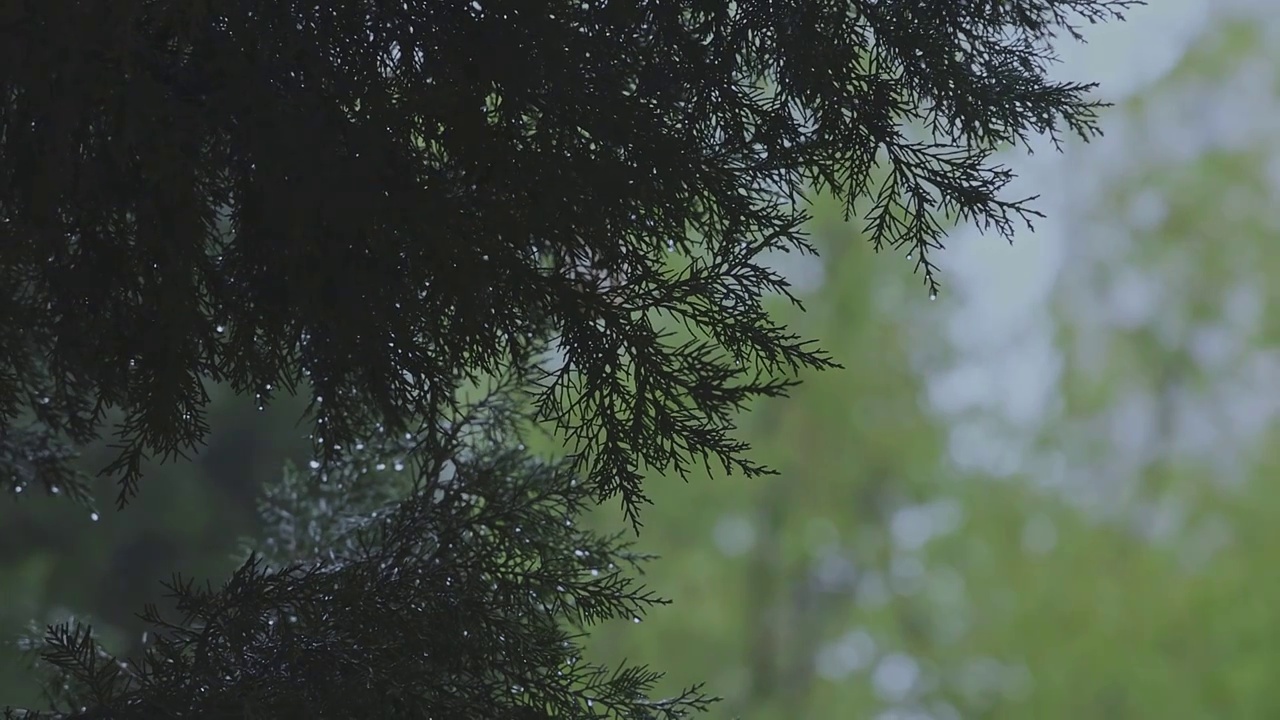 武汉市春季松枝上的雨珠视频素材