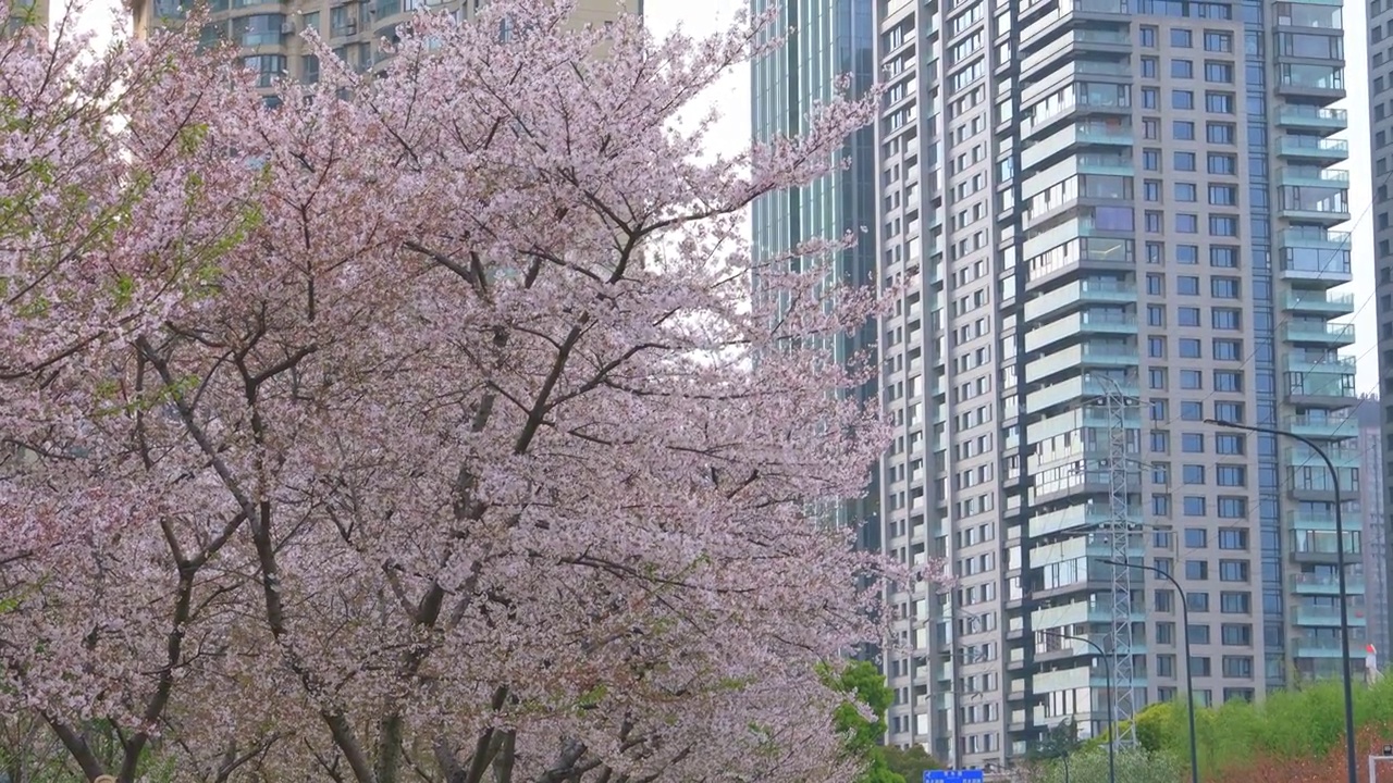 春暖花开，武汉市西北湖广场樱花盛开视频素材