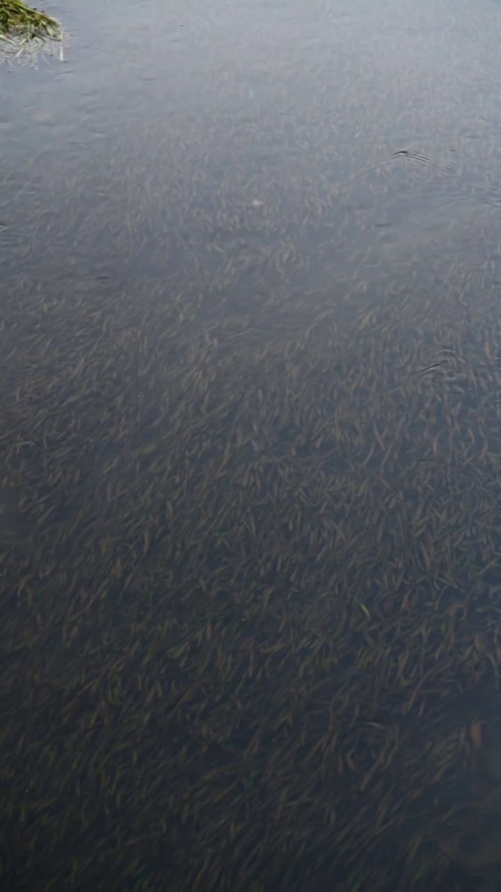 水草在清澈的水中随波摇曳视频下载