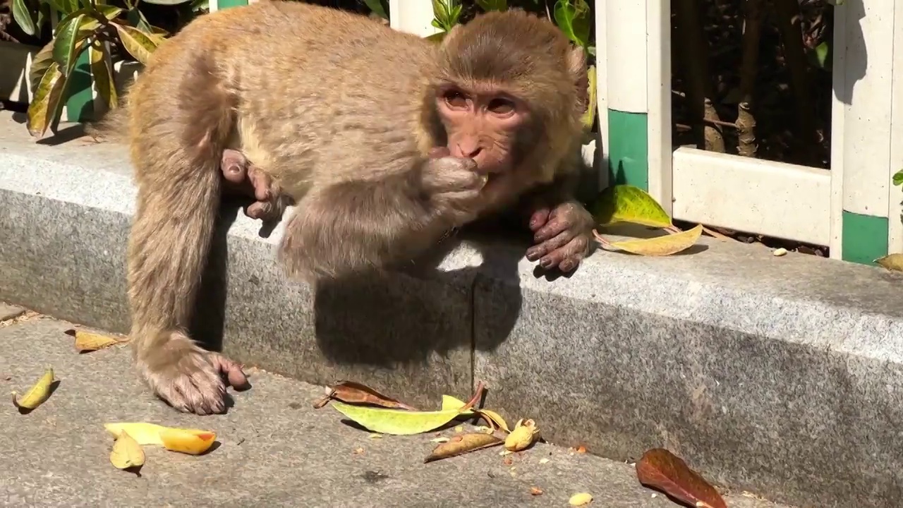 徐州市泉山森林公园野生猕猴吃香蕉水果饼干特写视频素材