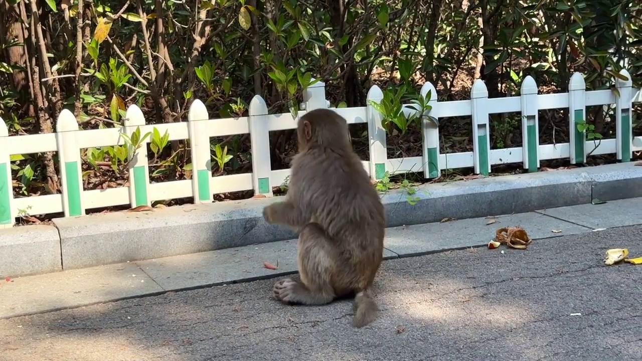 徐州市泉山森林公园野生猕猴吃香蕉水果饼干特写视频素材