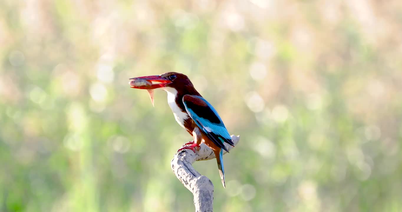 阳光下一只白胸翡翠鸟在溪流边捕鱼，并在枝头上进食及梳理羽毛的实时影像视频下载