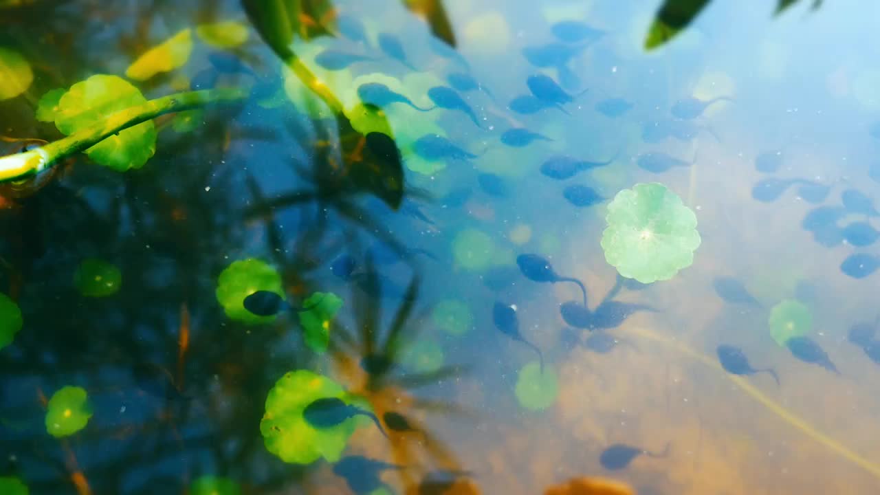 水中游动的蝌蚪视频下载