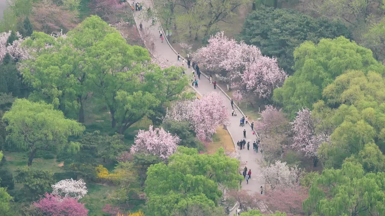 俯瞰北京玉渊潭公园樱花盛开视频素材