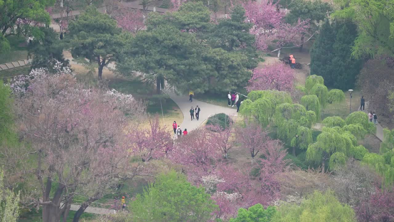 俯瞰北京玉渊潭公园樱花盛开视频素材