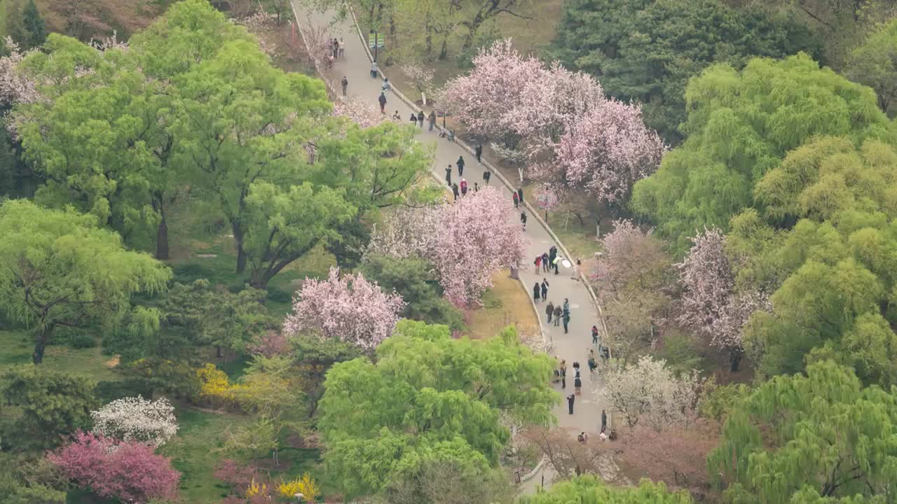 俯瞰北京玉渊潭公园樱花盛开视频下载