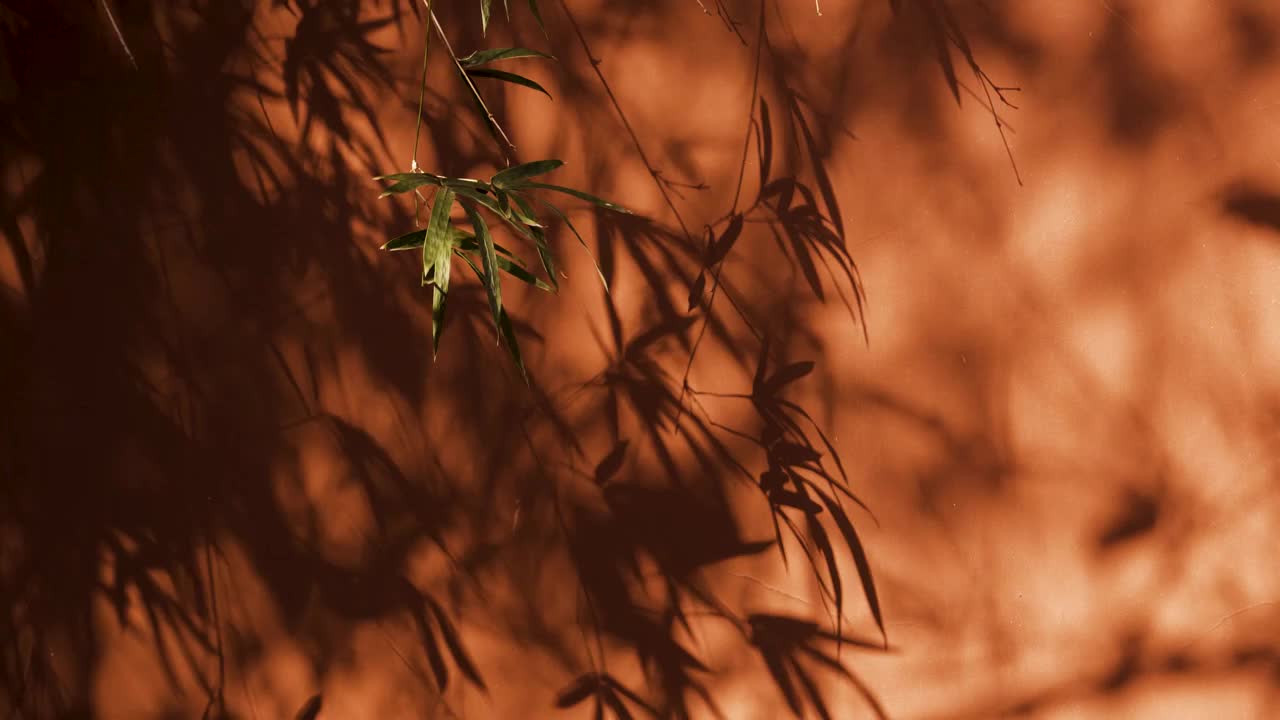 红墙背景阳光下的竹子阴影视频素材