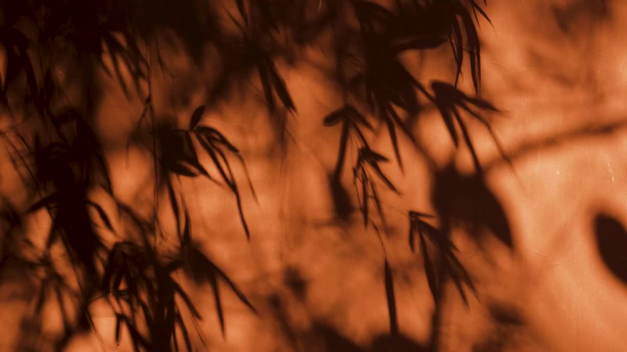 红墙背景阳光下的竹子阴影视频素材