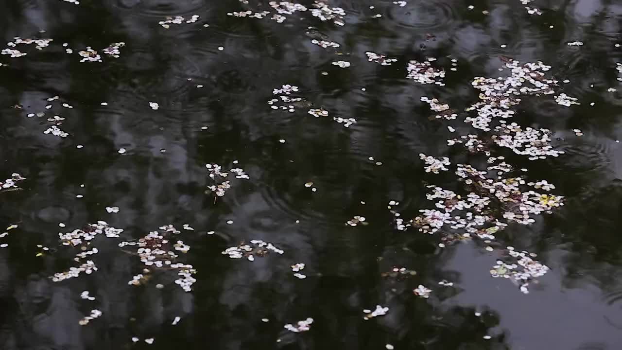 雨水滴落在水面视频下载