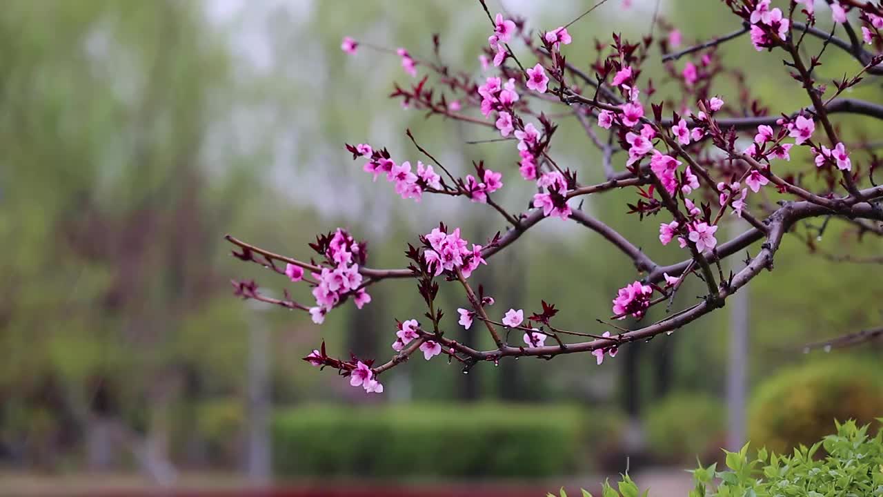 雨中的桃花视频素材