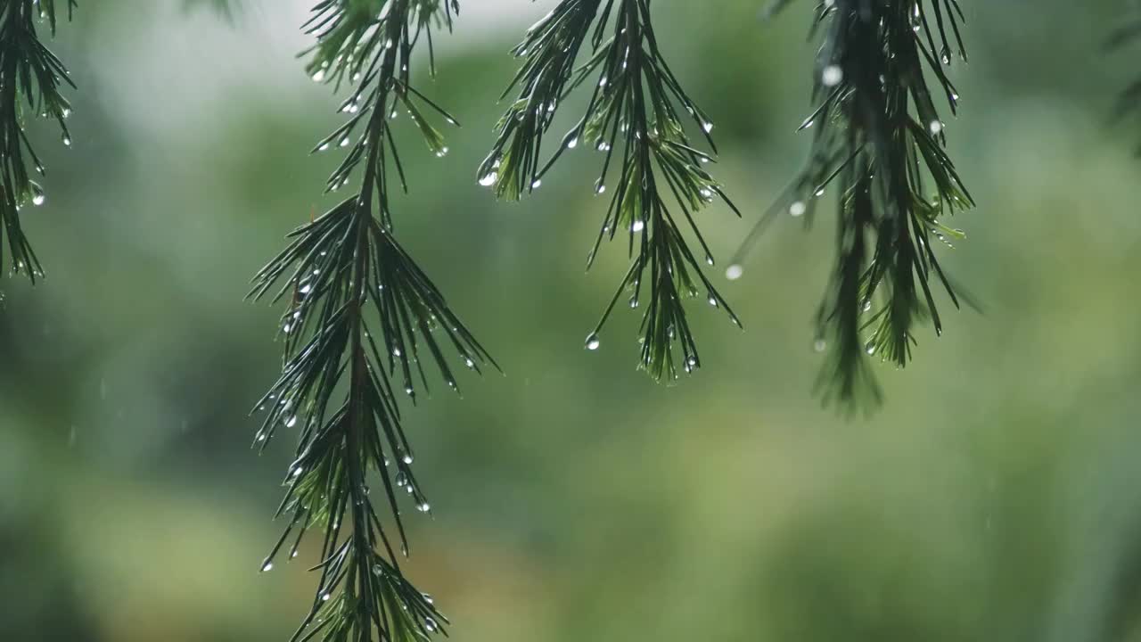 植物雨景慢动作4k（合集）视频素材