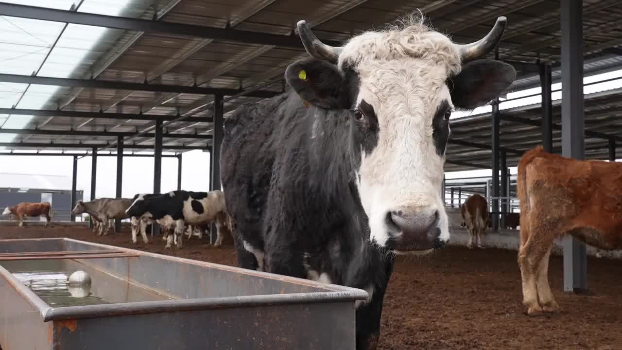 现代农场肉牛养殖农业畜牧动物饲养牛肉视频下载