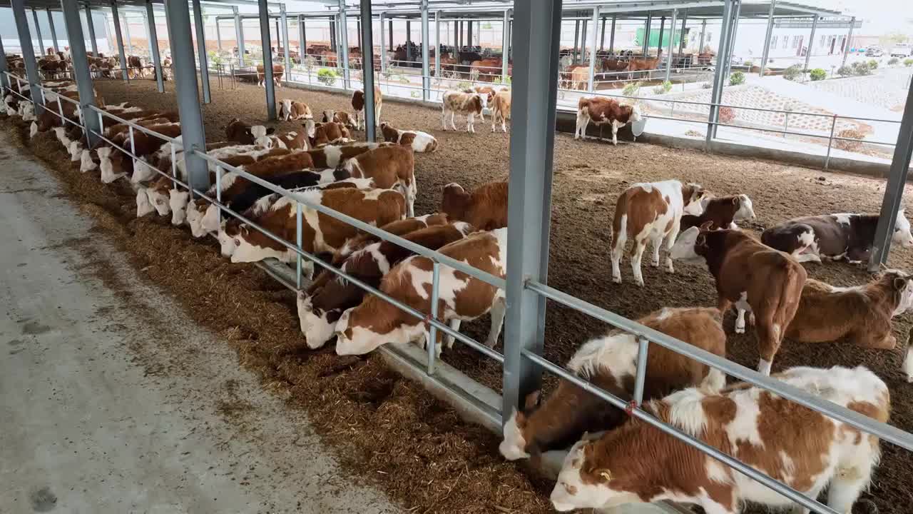 现代农场肉牛养殖农业畜牧动物饲养牛肉视频下载