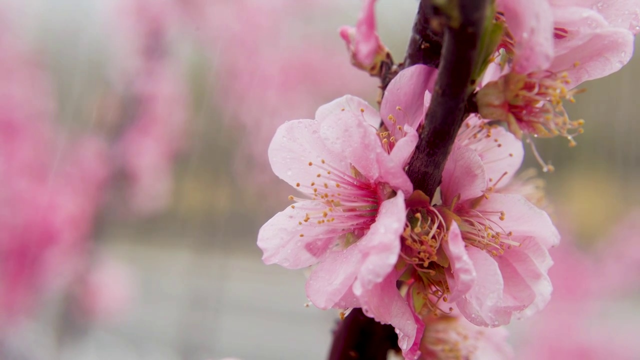 北京春季春天的樱花视频下载
