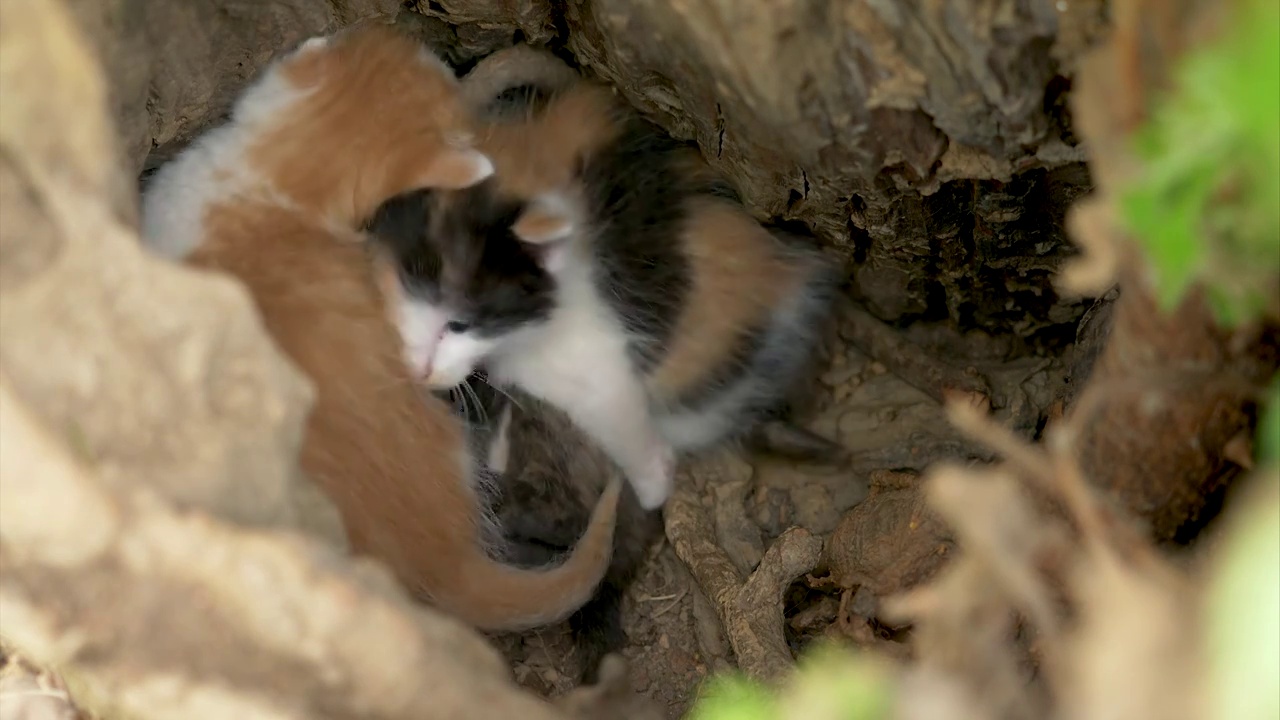 树洞里的小猫视频素材