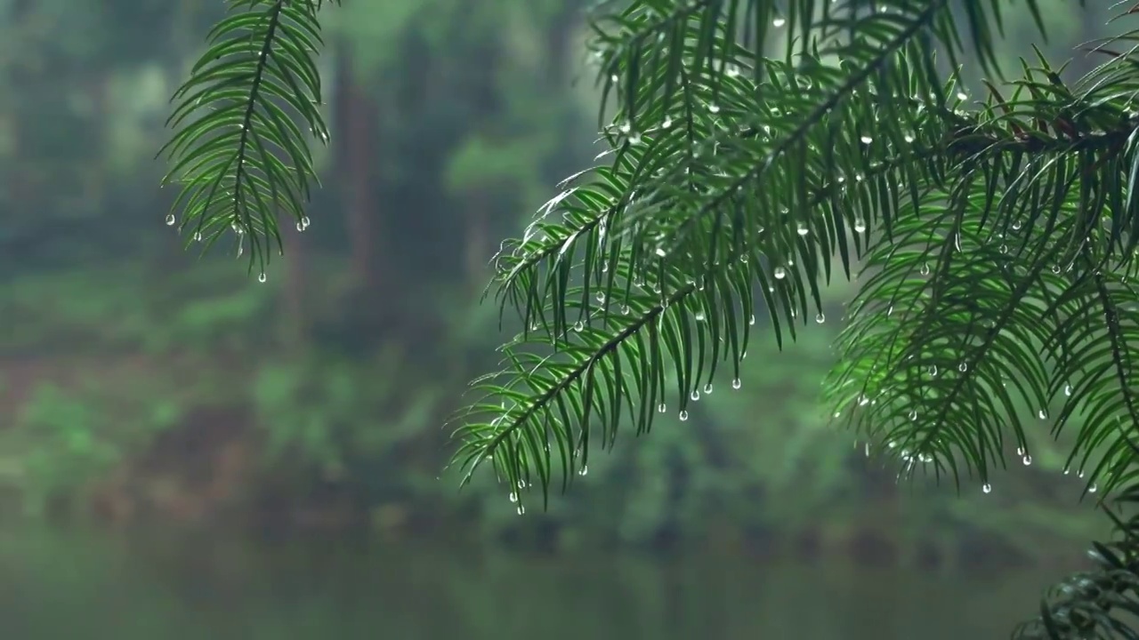 下雨天的森林绿叶视频素材