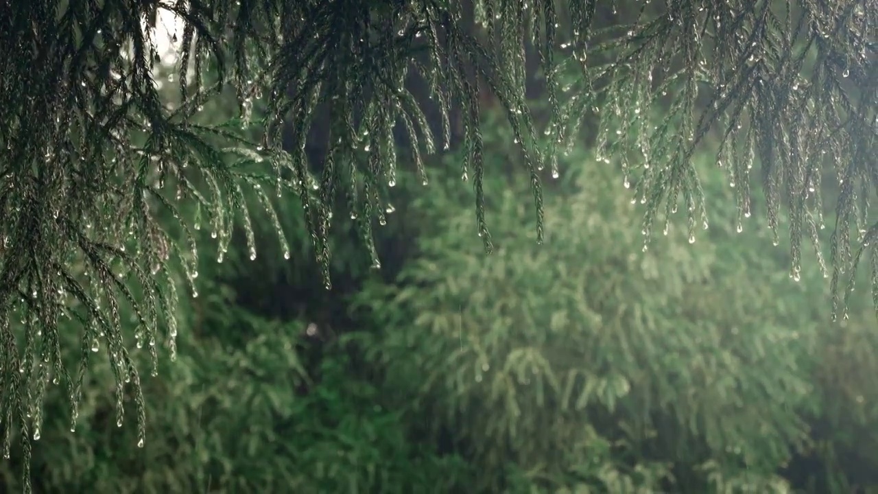 下雨天的森林绿叶视频素材
