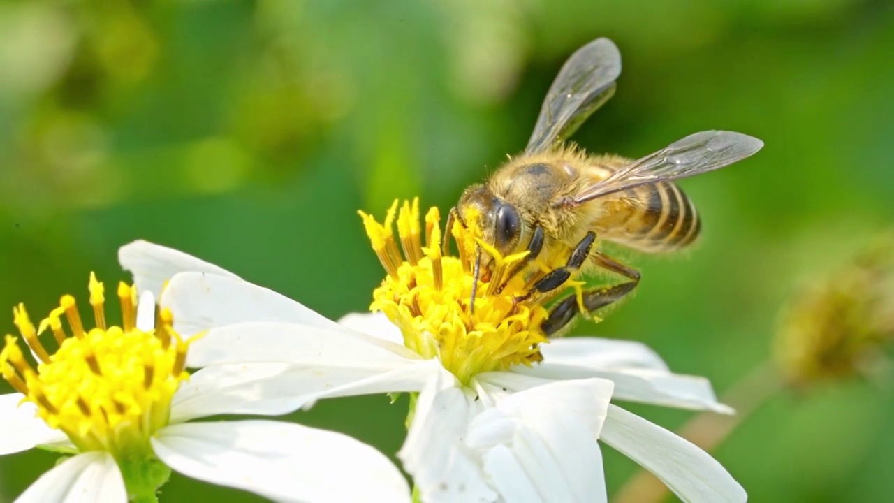春天蜜蜂采蜜视频素材