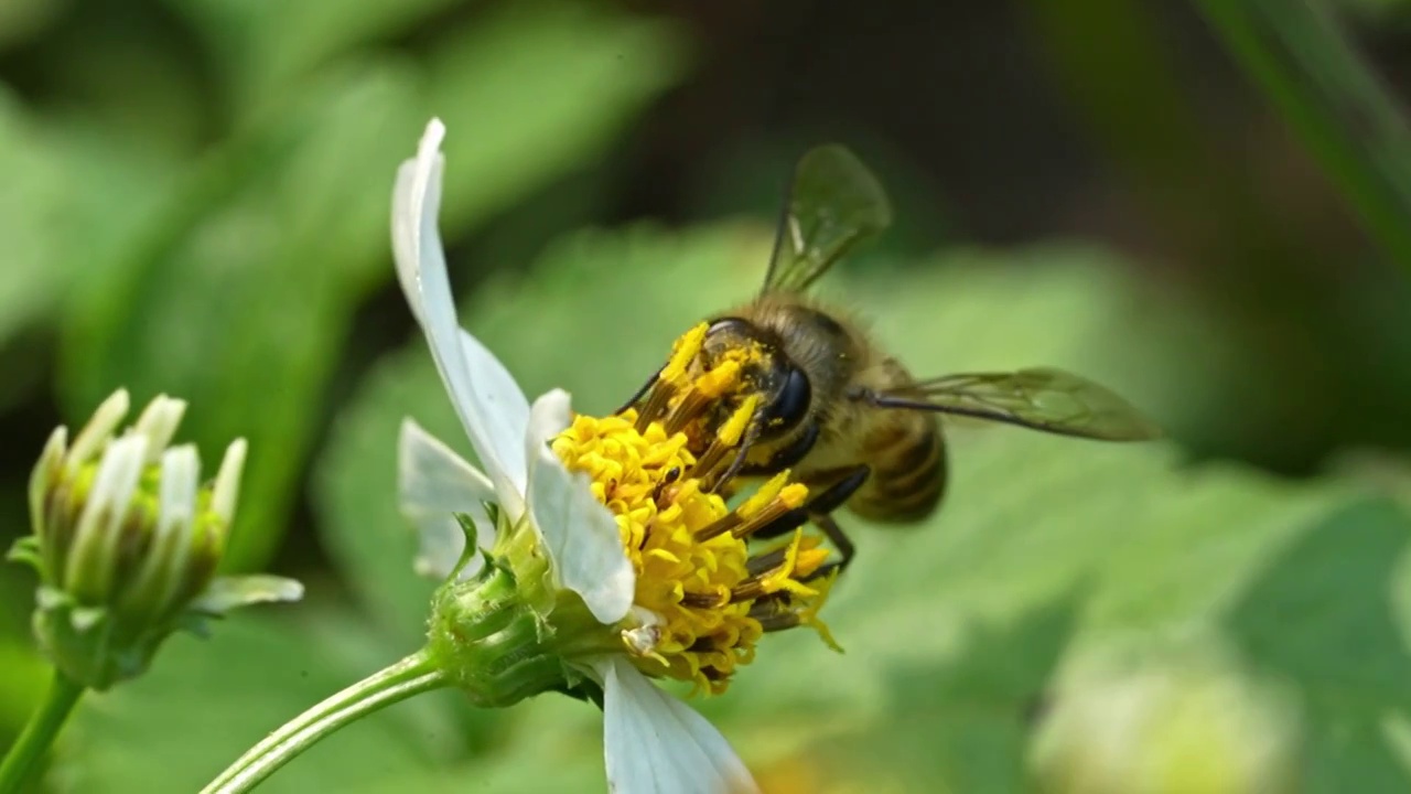 春天蜜蜂采蜜视频素材