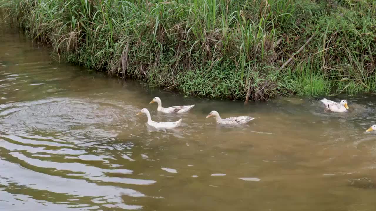 在池塘里戏水的鸭子视频素材