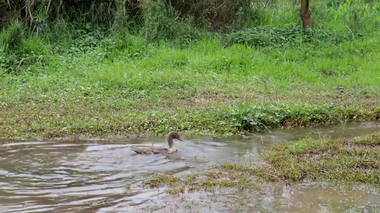在池塘里戏水的鸭子视频素材