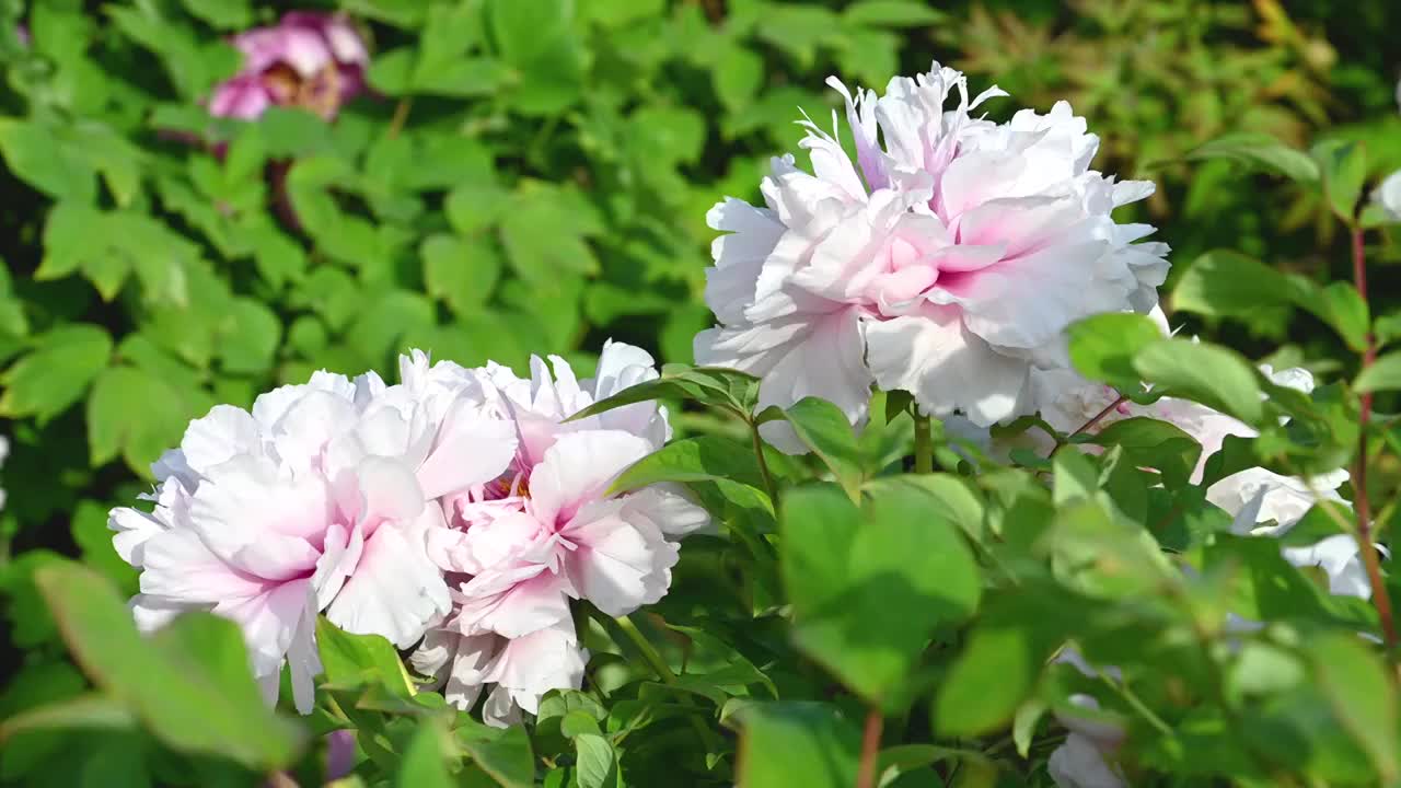 春天盛开的牡丹花视频下载