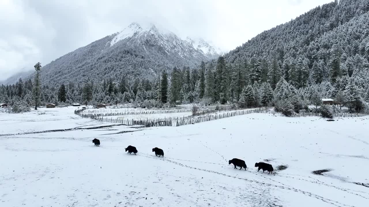 西藏林芝市工布江达县巴松措景区，牦牛在雪地森林里行走视频下载