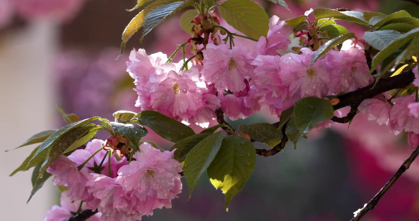 春天盛开的樱花上沾满露珠镜头缓慢移动视频素材