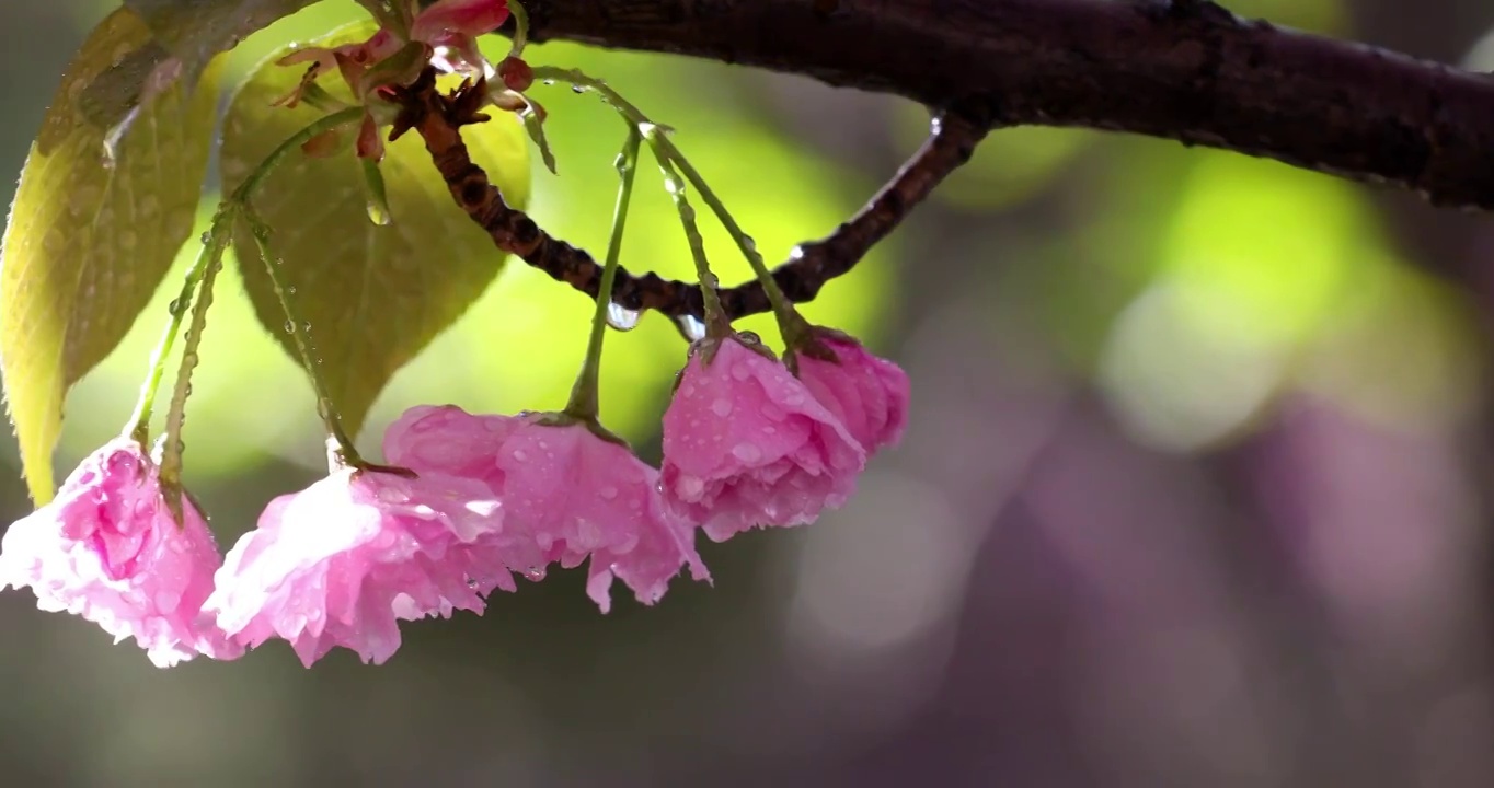 春天盛开的樱花上沾满露珠镜头缓慢移动特写视频素材