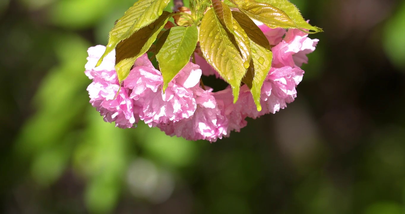 春天盛开的樱花上沾满露珠特写视频素材