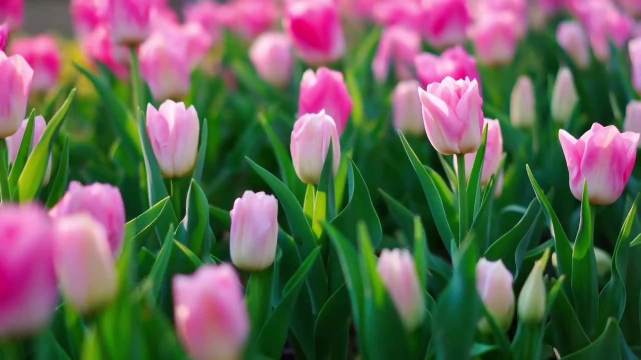 花卉 鲜花 郁金香 艳丽的花朵 一片鲜花 一片郁金香 盛开的郁金香视频素材