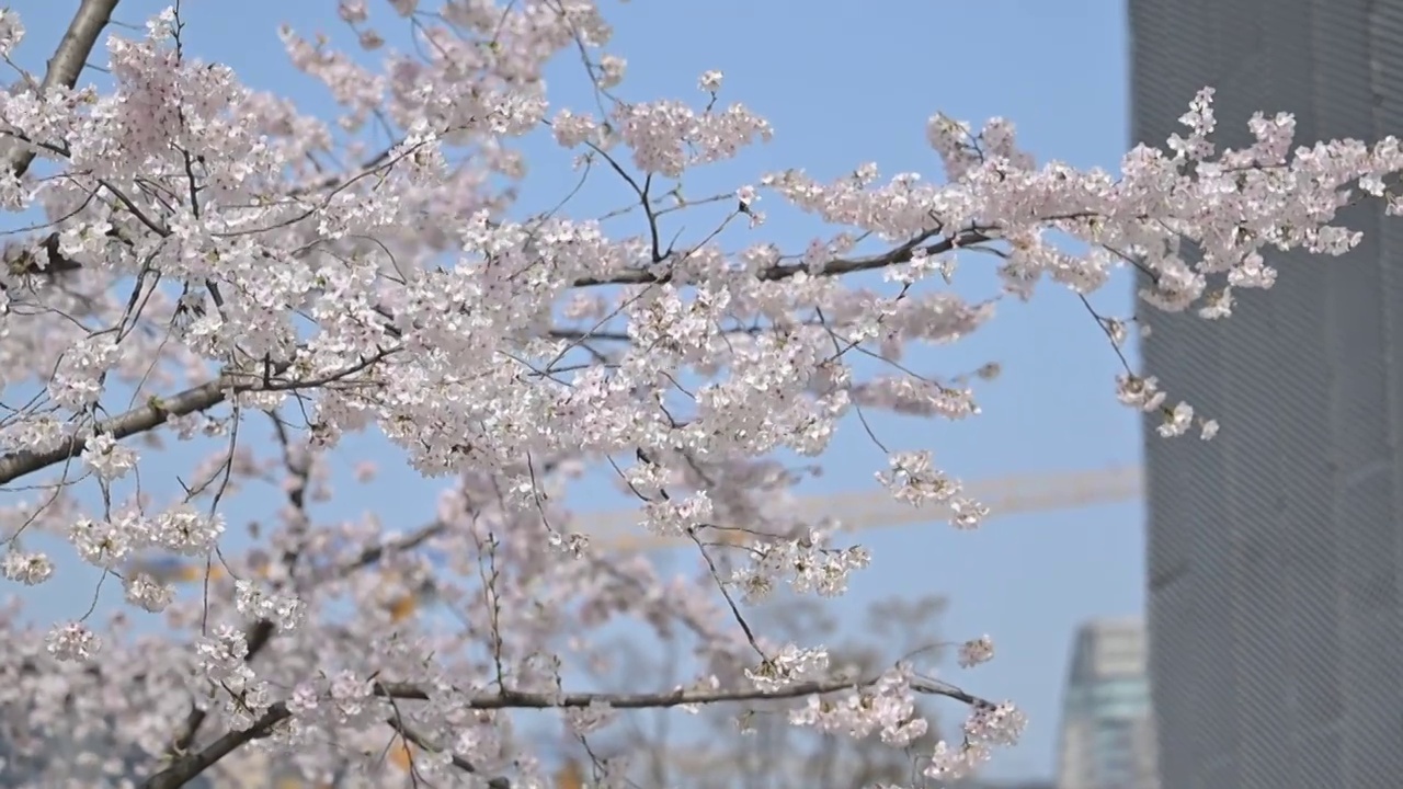 春天盛开的白色樱花视频下载