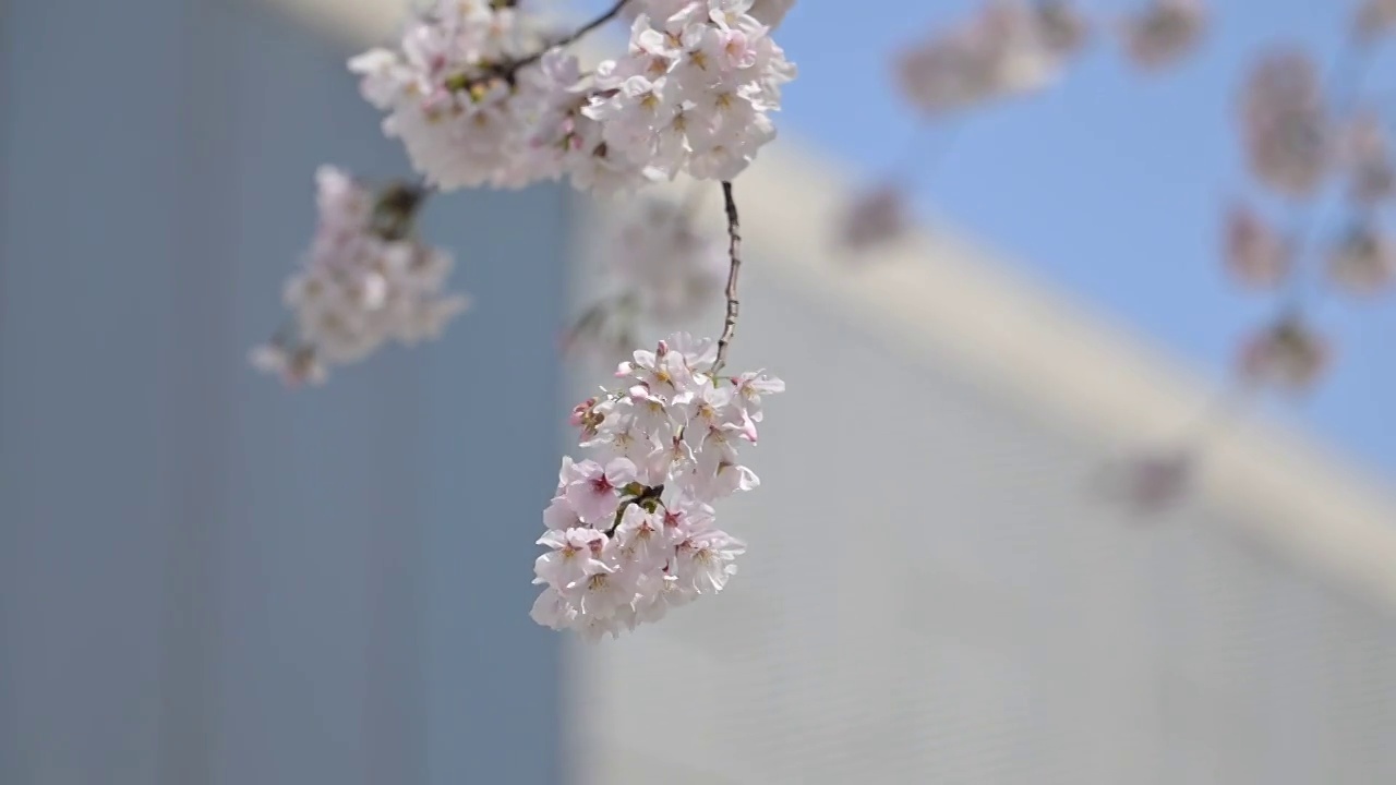 春天盛开的白色樱花视频素材