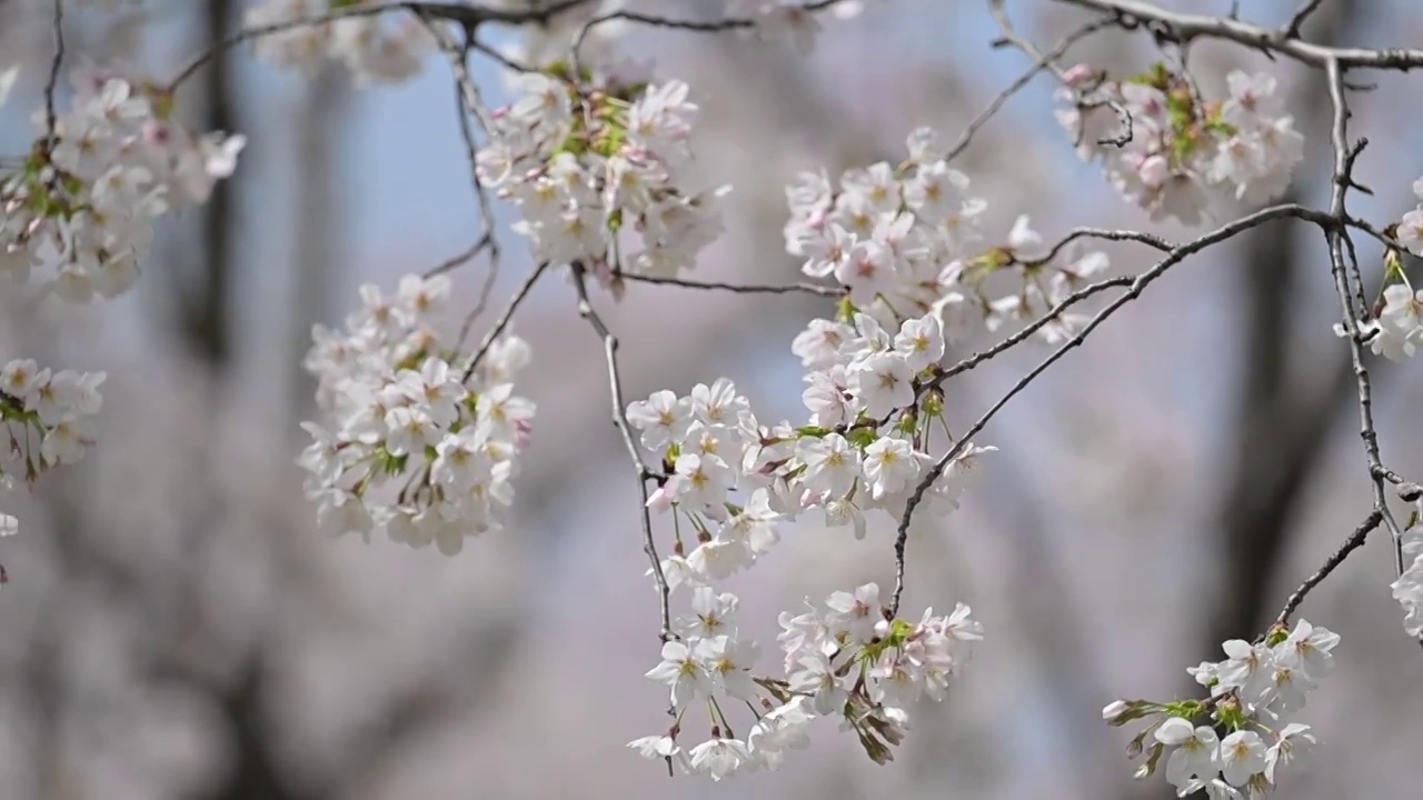 春天盛开的白色樱花视频素材