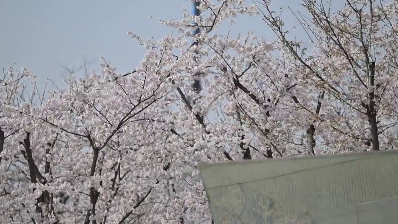 春天盛开的白色樱花视频下载