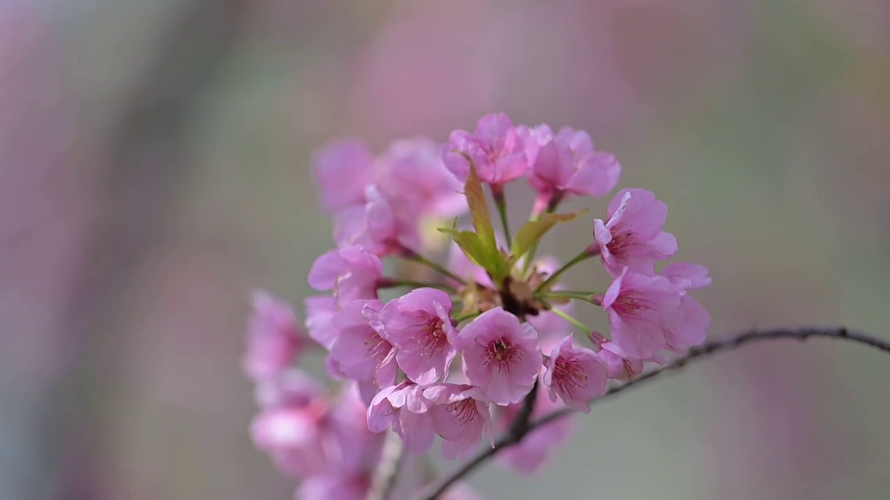 春天盛开的粉色早樱视频素材